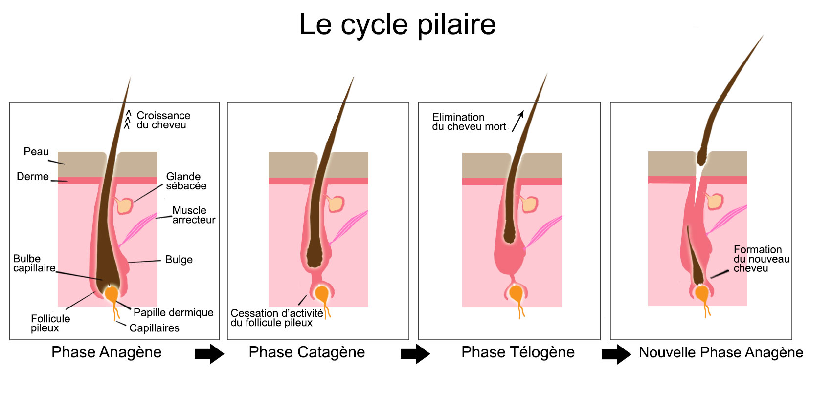 Le cycle de vie du cheveu